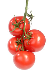 Image showing Truss of tomatoes