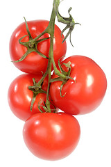 Image showing Vine Tomatoes