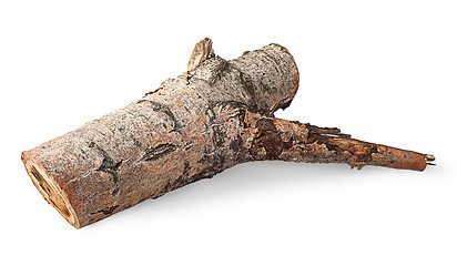 Image showing Single poplar log horizontally flipped