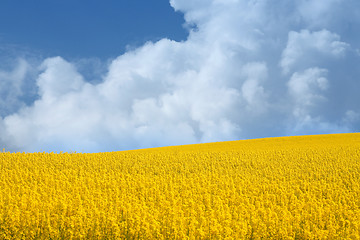 Image showing yellow field with oil seed rape in early spring