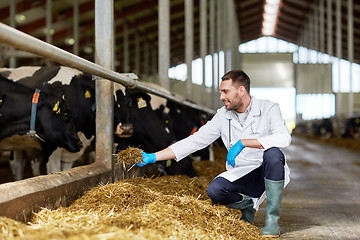 Image showing veterinarian feeding cows in cowshed on dairy farm