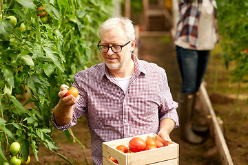 Image showing old man picking tomatoes up at farm greenhouse