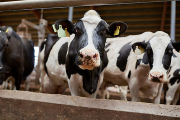 Image showing herd of cows in cowshed on dairy farm