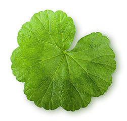 Image showing Green juicy leaf geranium top view