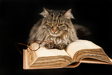 Image showing Cat, Book And Glasses