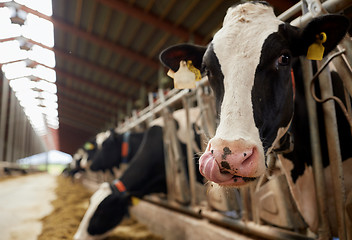 Image showing herd of cows eating hay in cowshed on dairy farm