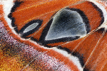 Image showing Moth wing, close-up