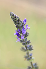 Image showing Lavender