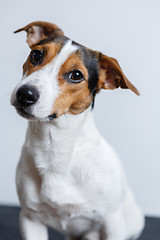 Image showing Small dog on white background