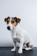 Image showing Small dog on white background