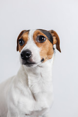 Image showing Small dog on white background