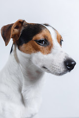 Image showing Small dog on white background