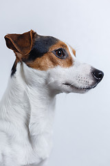 Image showing Small dog on white background