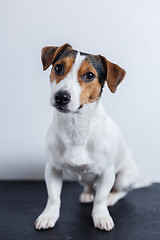 Image showing Small dog on white background