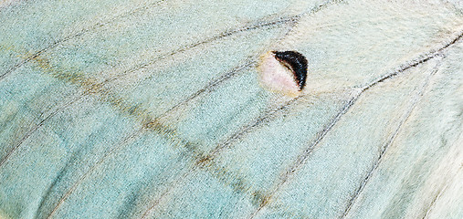 Image showing Moth wing, close-up