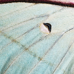 Image showing Moth wing, close-up