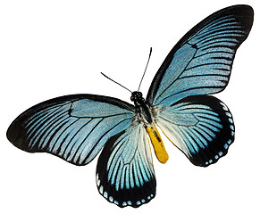 Image showing Blue black butterfly
