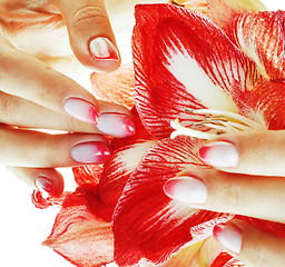 Image showing beauty delicate hands with pink Ombre design manicure holding re