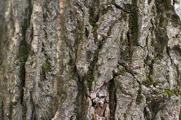 Image showing old tree bark