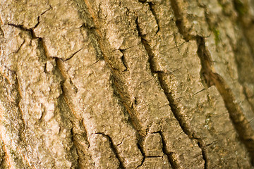 Image showing old tree bark