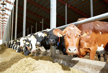 Image showing herd of cows in cowshed on dairy farm