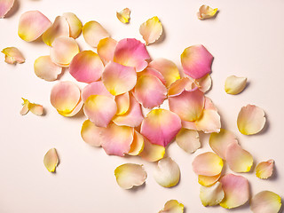 Image showing pink rose petals