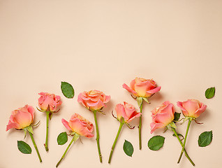 Image showing pink roses on beige background