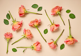 Image showing pink roses on beige background