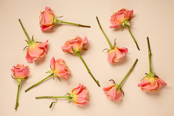 Image showing pink roses on beige background