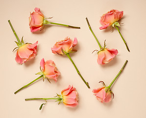Image showing pink roses on beige background