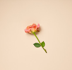 Image showing pink rose on beige background