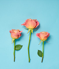 Image showing pink roses on blue background