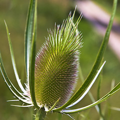 Image showing Green plant with egg-shaped head (teasel)