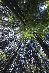 Image showing Spring forest.