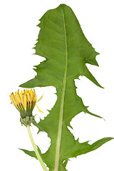 Image showing Dandelion