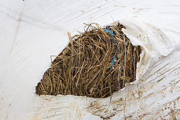 Image showing Round bale of hay wrapped in white plastic