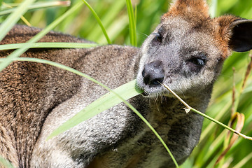 Image showing Close-up of a parma wallaby