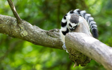 Image showing Ring-tailed lemur (Lemur catta)