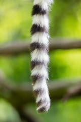 Image showing Close up of a ring-tailed lemur tail texture