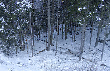 Image showing Winter in the forest