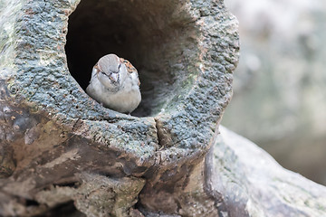 Image showing Sparrow in a hollow tree