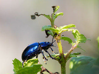 Image showing Blue beetle close-up