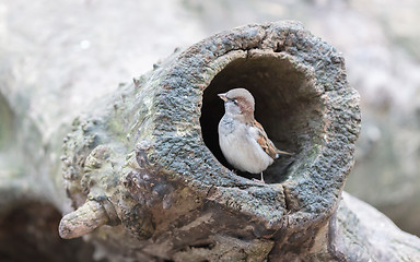 Image showing Sparrow in a hollow tree