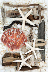 Image showing Seashell and Driftwood Abstract