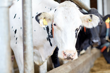 Image showing herd of cows in cowshed on dairy farm