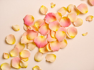 Image showing pink rose petals on beige paper background