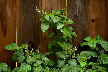 Image showing Lush Flowering Patchouli Plant After Rain