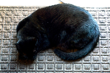 Image showing Havana Brown Cat Sleeping