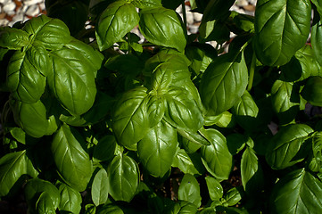 Image showing Large Sweet Basil Plant