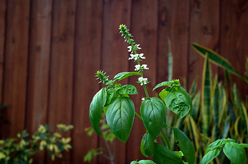 Image showing Sweet Basil Plant In Bloom